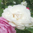 Rose 'Winchester Cathedral': Bild 6/8