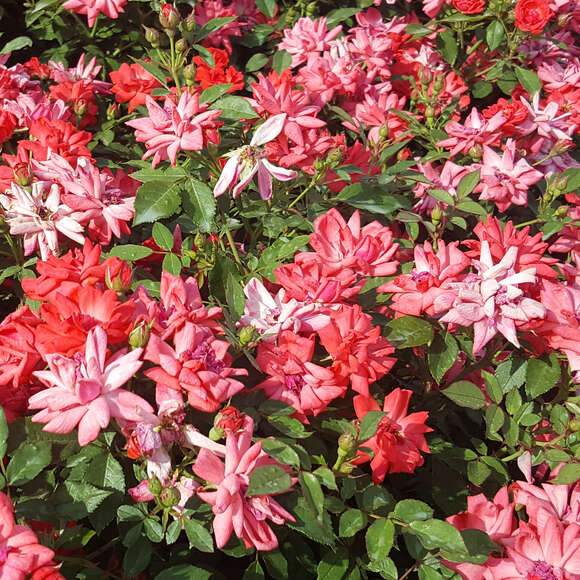 Rose 'Coralin': Bild 5/5 Rose 'Coralin': Bild 5/5