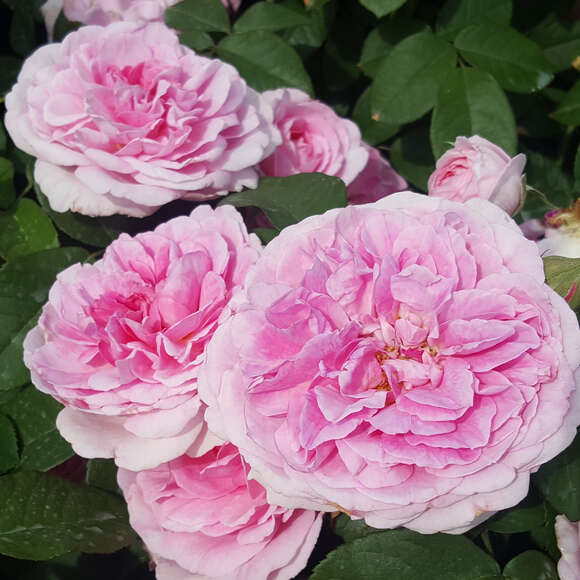 Rose 'Gertrude Jekyll': Bild 4/15 Rose 'Gertrude Jekyll': Bild 4/15