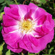 Rose 'Futtaker Schlingrose': Bild 4/6