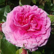 Rose 'Claire Marshall': Bild 8/11