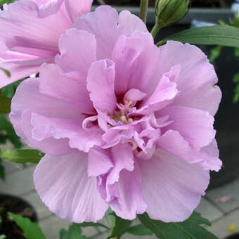 Hibiscus syr. 'Violet Clair Double'