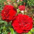 Rose 'Amadeus': Bild 3/8