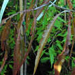 Fagus sylvatica 'Ansorgei': Bild 1/1