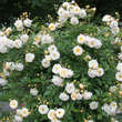 Rose 'Ghislane de Feligonde' (moy.): Bild 9/10