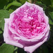 Rose 'Comte de Chambord' (Portland): Bild 4/5