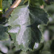 Crataegus macrocarpa: Bild 1/4