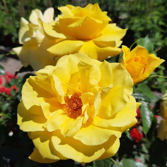 Rose 'Friesia': Bild 2/11 Rose 'Friesia': Bild 2/11