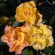 Rose 'Gold Tequila': Bild 8/9