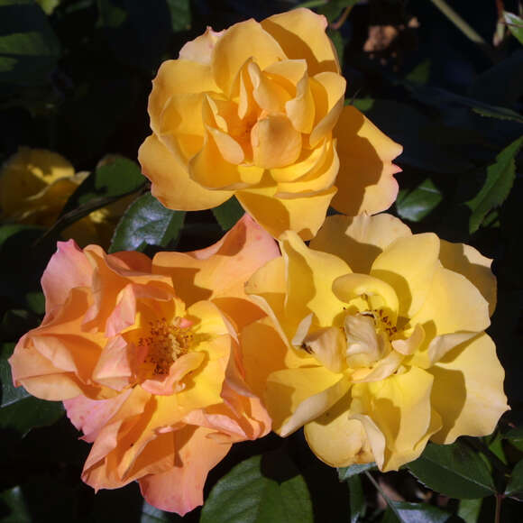Rose 'Gold Tequila': Bild 8/9 Rose 'Gold Tequila': Bild 8/9