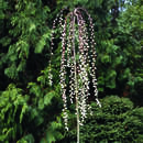 Salix caprea 'Pendula'(Kilmarnock) - Hänge-Palmkätzchen