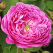 Rose 'Ernst G. Dörell': Bild 4/7