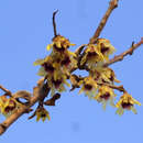 Chimonanthus praecox - Winterblüte