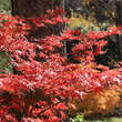 Acer palmatum 'Fireglow': Bild 3/3
