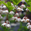 Styrax japonicus - Storaxbaum