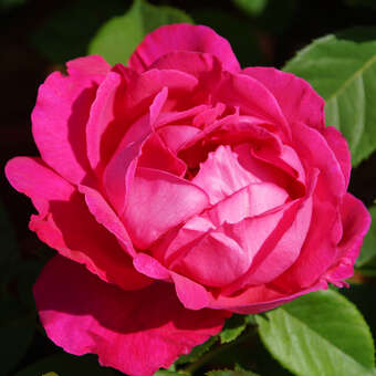 Rose 'Mme Ferdinand Jamin': Bild 3/4