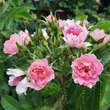 Rose 'Pink Grootendorst': Bild 8/10