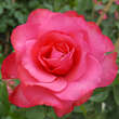 Rose 'Rosanna': Bild 2/6