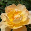 Rose 'The Lark Ascending': Bild 8/10