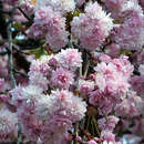 Jap. Hänge-Blütenkirssche - Prunus serrulata 'Kiku-shidare-zakura'