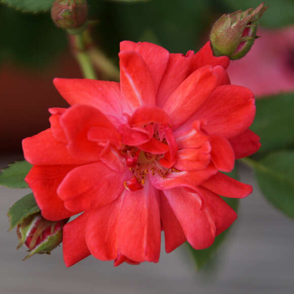 Rose 'Coralin': Bild 2/5 Rose 'Coralin': Bild 2/5