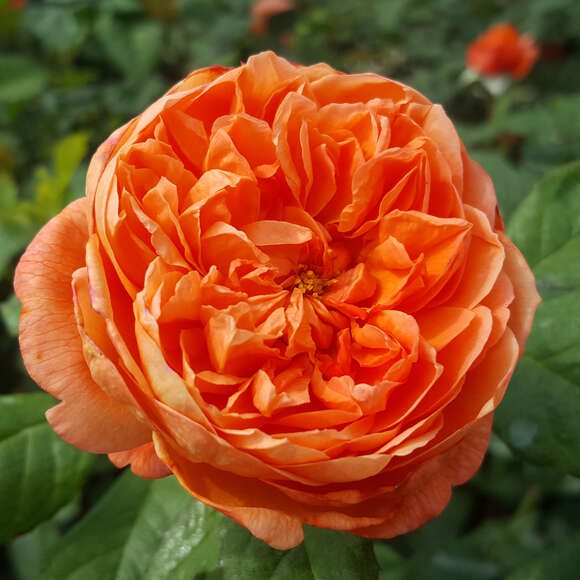 Rose 'Summer Song': Bild 5/7 Rose 'Summer Song': Bild 5/7