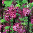 Ribes sanguineum 'Koja': Bild 1/2