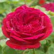 Rose 'Arthur de Sansal': Bild 8/9