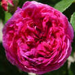Rose 'Louis Philippe': Bild 4/6