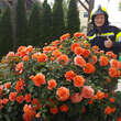 Rose 'Florianirose': Bild 10/12