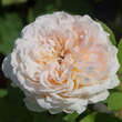 Rose 'The Lady Gardener': Bild 6/7