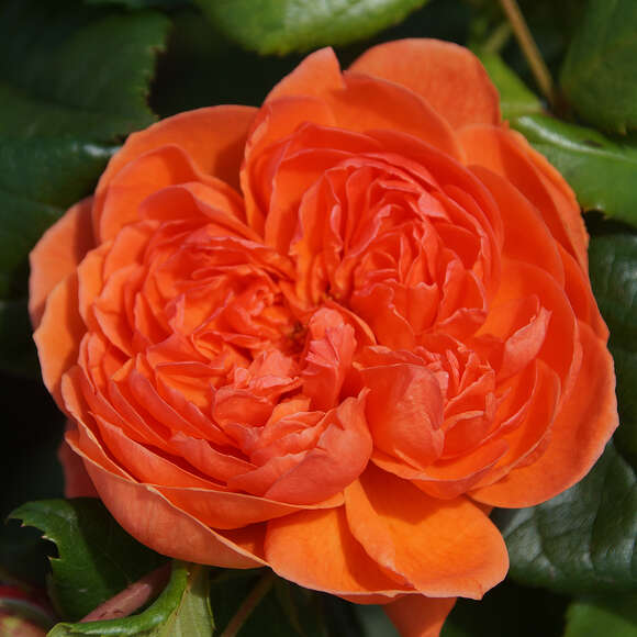 Rose 'Summer Song': Bild 7/7 Rose 'Summer Song': Bild 7/7