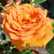 Rose 'Goldelse': Bild 5/6