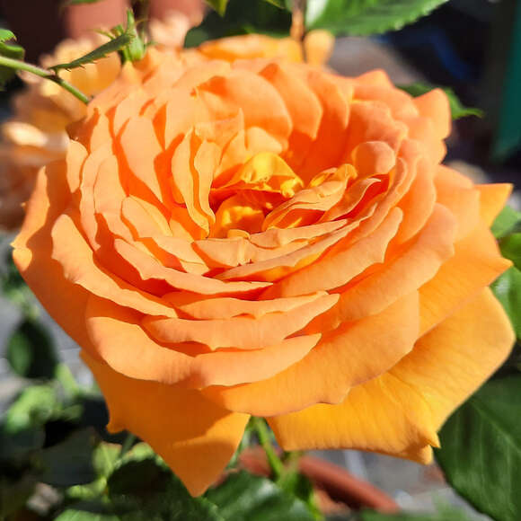 Rose 'Goldelse': Bild 5/6 Rose 'Goldelse': Bild 5/6