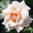 Rose 'Paul Noel': Bild 3/4