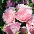 Rose 'Pink Grootendorst': Bild 6/10