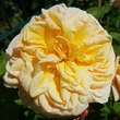 Rose 'Alchymist': Bild 4/5