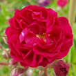 Rose 'Crimson Rambler': Bild 4/4