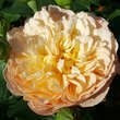 Rose 'Eveline Wild': Bild 3/7