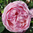 Rose 'Brother Cadfeal': Bild 2/8