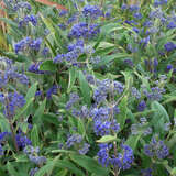 Caryopteris clandonensis 'Petit Bleu' - Zwerg-Bartblume