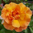 Rose 'Arabia': Bild 3/8