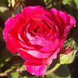 Rose 'Leopold Ritter' (multiflora): Bild 2/4