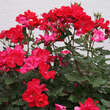 Rose 'Knock Out': Bild 4/10
