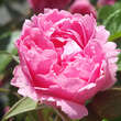 Rose 'Pink Grootendorst': Bild 5/10
