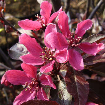 Malus 'Nicoline'