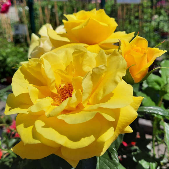 Rose 'Friesia': Bild 11/11 Rose 'Friesia': Bild 11/11