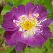 Rose 'Veilchenblau' (multiflora): Bild 2/13