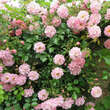Rose 'Heidekönigin': Bild 5/15