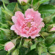 Rose 'Pink Grootendorst': Bild 9/10